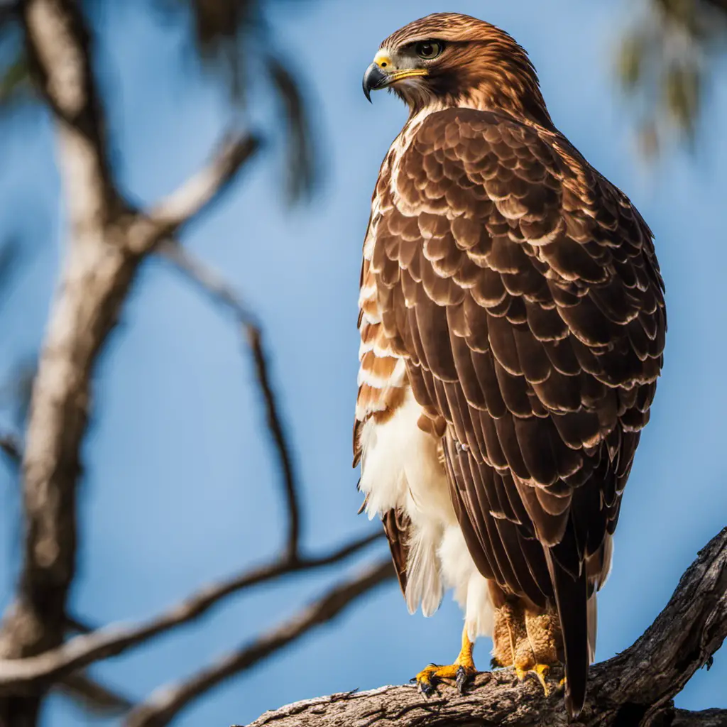 An image showcasing the majestic Red-tailed Hawk in Florida's vibrant wilderness