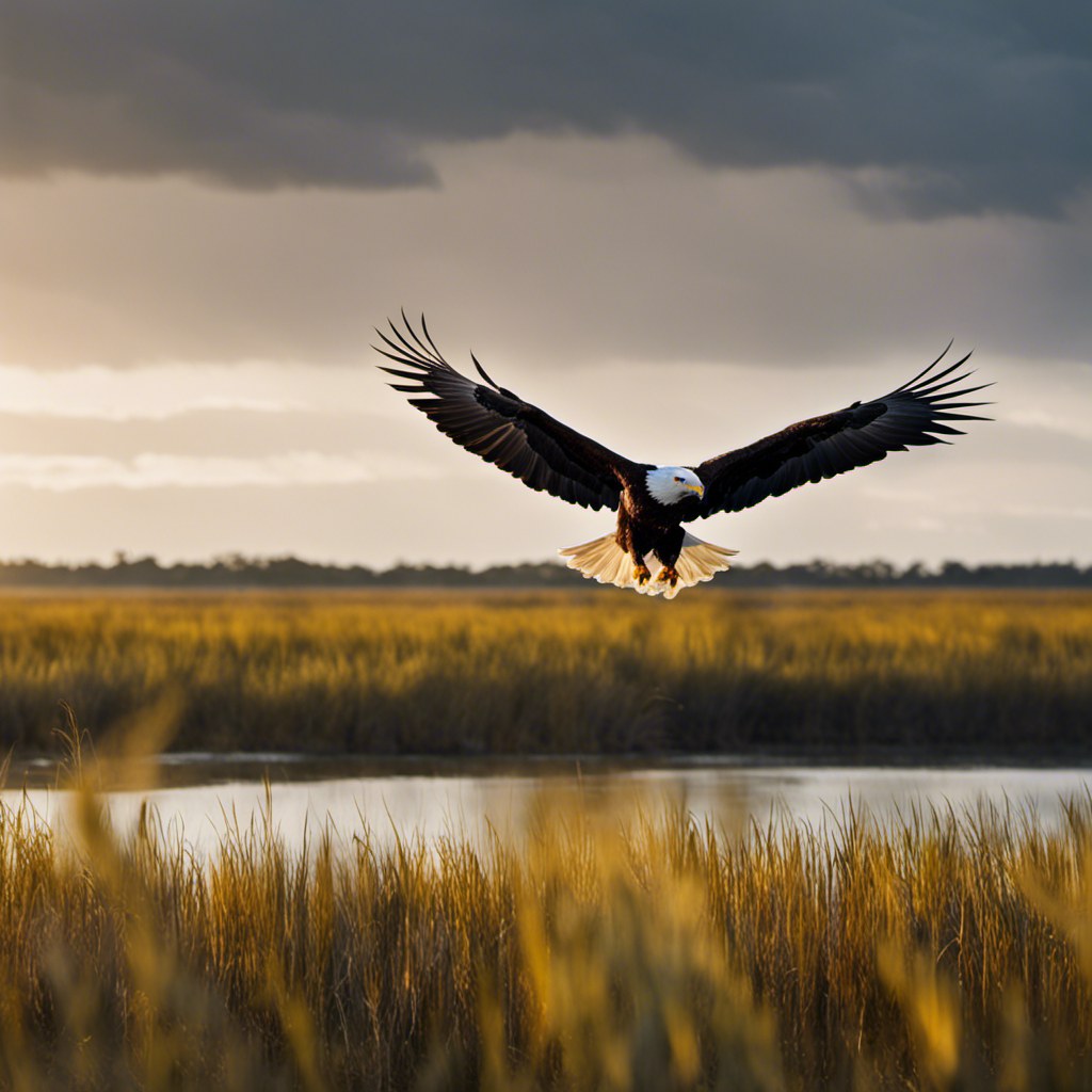 An image capturing the majestic presence of a Bald Eagle soaring gracefully above the vast wetland of Florida, its piercing yellow eyes fixed on its prey, while the sunlight illuminates its snowy white head and tail feathers