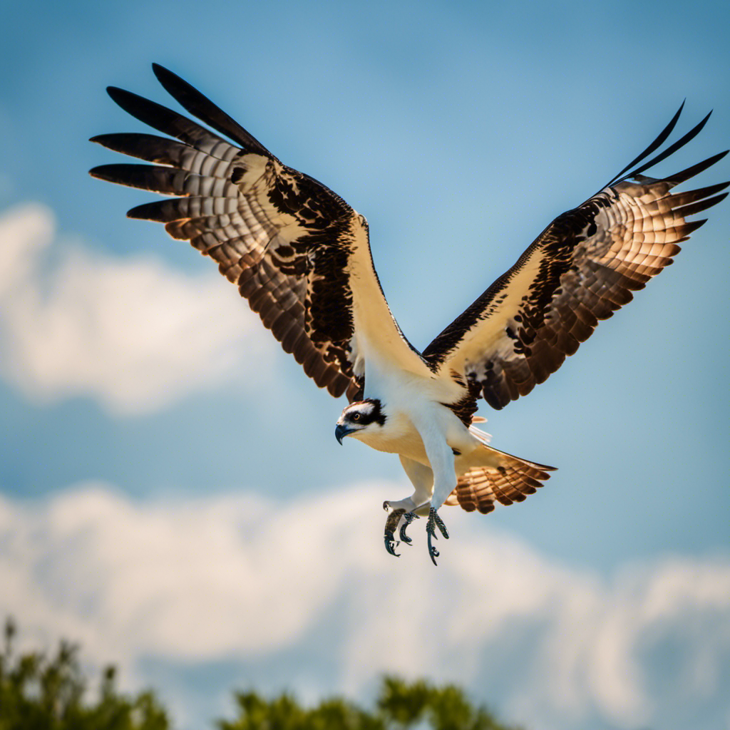 An image capturing the essence of Florida's Osprey: A majestic raptor in mid-flight, its powerful wings outstretched against a backdrop of vibrant blue skies, as it sets its keen eyes on its next aquatic prey