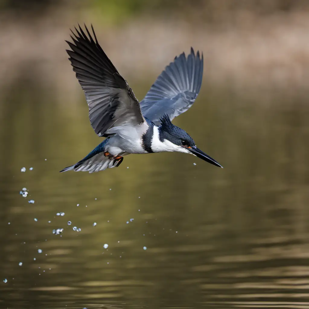  the elegance of a Belted Kingfisher in flight, poised above a serene river