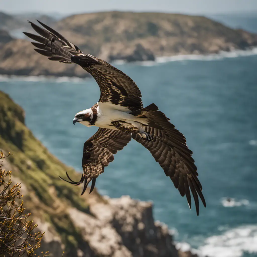  the majesty of California's Osprey in flight, showcasing its impressive wingspan as it soars gracefully above the sparkling blue waters of the Pacific Ocean, with the rugged coastal cliffs providing a stunning backdrop