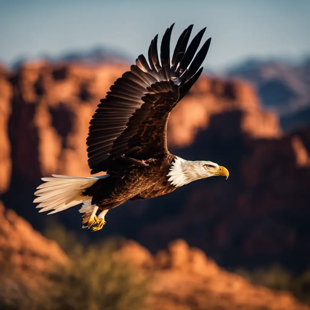 An image showcasing the awe-inspiring grandeur of Arizona's breathtaking landscapes, capturing a majestic eagle soaring gracefully against a vivid desert backdrop, its feathers glinting under the blazing sun, embodying the spirit of freedom and resilience