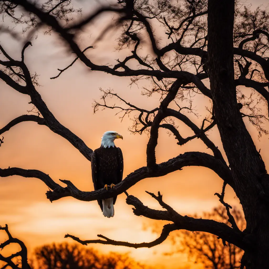 An image capturing the majestic silhouette of a bald eagle perched atop a towering oak tree, its sharp talons gripping the branches, against the backdrop of the flowing Illinois River and a vibrant sunset