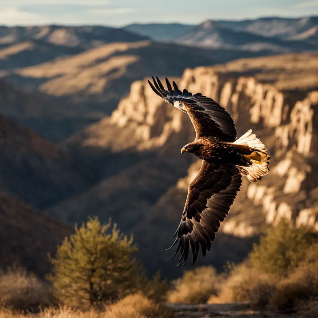 An image capturing the majestic sight of a Golden Eagle soaring effortlessly against a backdrop of rugged Texan landscapes, its wings outstretched in full glory, as the sunlight illuminates its golden feathers