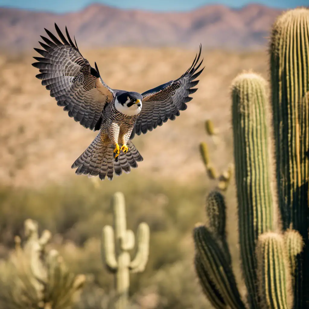 An image capturing the vibrant sight of a majestic Peregrine Falcon in Arizona's desert, soaring above a towering Saguaro cactus with its wings fully extended, showcasing its graceful agility and the state's unique natural landscape