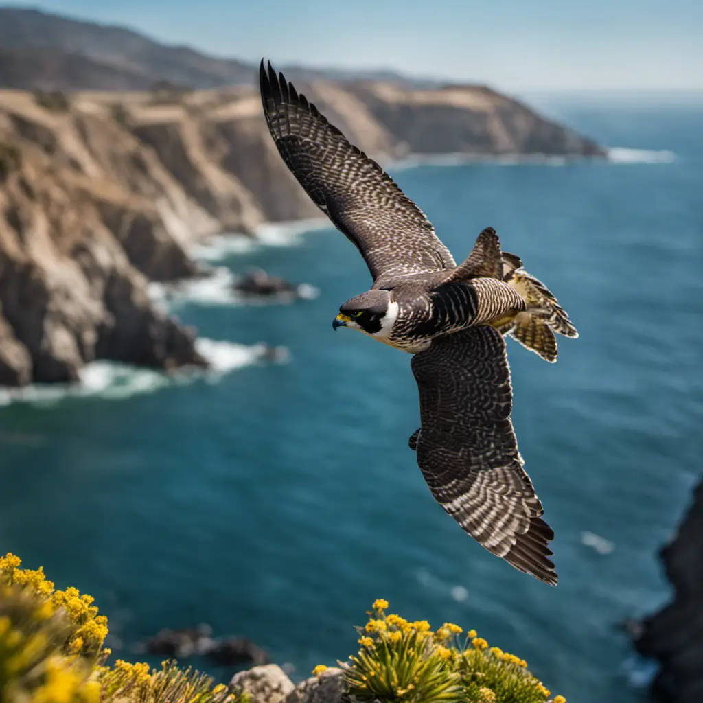 An image capturing the sheer speed and agility of the Peregrine Falcon as it soars effortlessly above California's rugged coastline, its graceful silhouette highlighted against a backdrop of vibrant blue skies and majestic cliffs