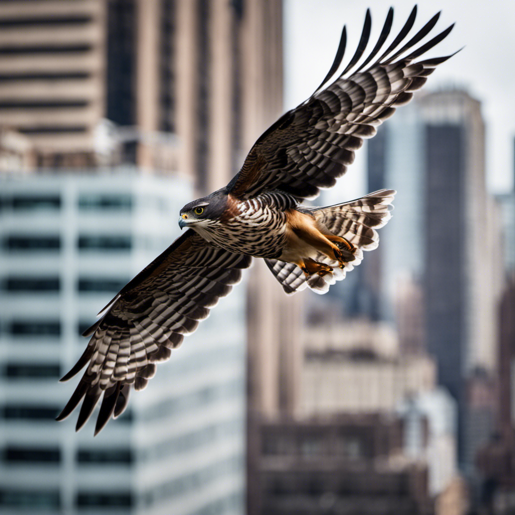 An image capturing the intensity of a Sharp-shinned Hawk in mid-flight, its sleek body slicing through the New York City skyline, its piercing eyes locked onto its prey with unwavering focus