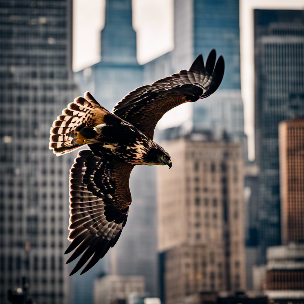 An image capturing the awe-inspiring sight of a Short-tailed Hawk soaring elegantly above the towering skyscrapers of New York City, its distinct dark plumage contrasting against the urban backdrop