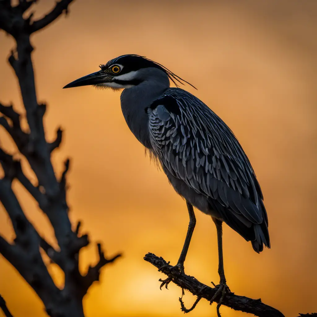  the elegant silhouette of a Yellow-crowned Night-Heron majestically perched on a weathered mesquite branch against a vivid Arizona sunset, with its yellow crown shimmering in the fading light