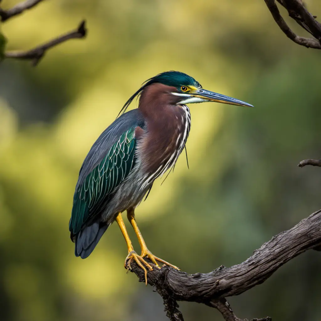 An image capturing the exquisite beauty of a Green Heron perched on a slender tree branch, showcasing its vibrant emerald plumage, elegant curved neck, and keen golden eyes against a backdrop of lush Californian wetlands