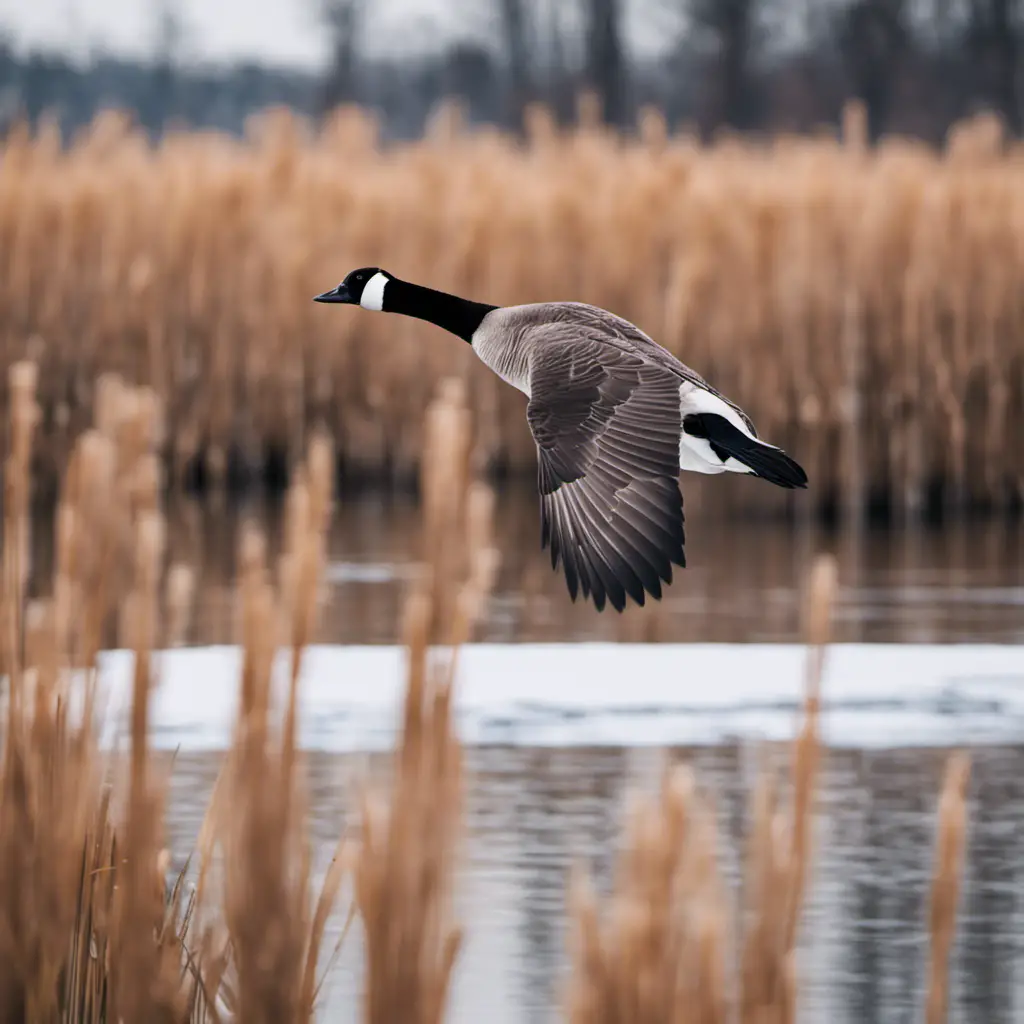 An image capturing the serene beauty of an Illinois winter scene, showcasing a regal Canada Goose gracefully gliding across a partially frozen lake, surrounded by snow-dusted cattails and bare trees