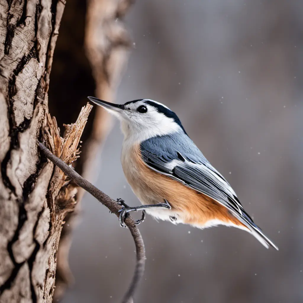An image capturing the enchanting sight of a White-breasted Nuthatch in an Illinois winter landscape