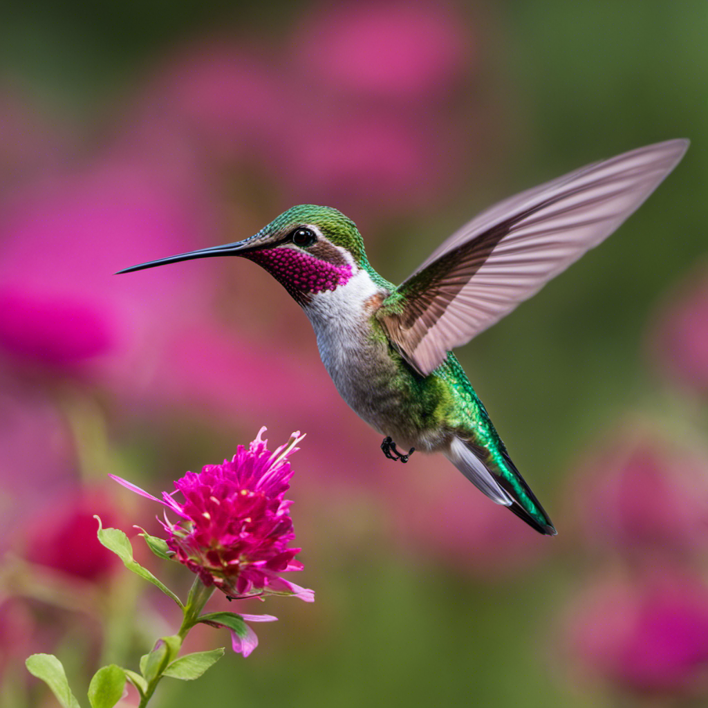 An image capturing the vibrant beauty of a male Calliope Hummingbird in flight, showcasing its iridescent green feathers, distinct magenta throat patch, and long, slender bill gracefully sipping nectar from a delicate flower