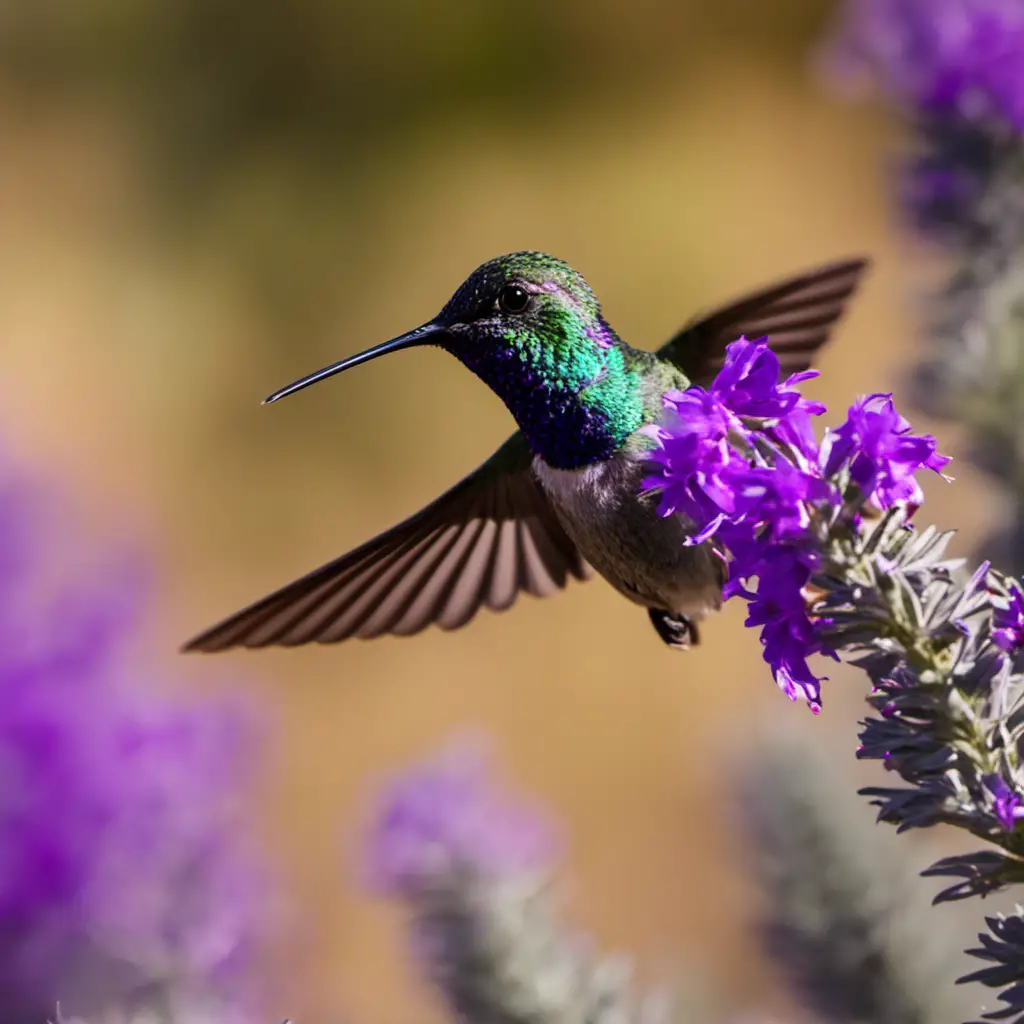 An image showcasing the vibrant Costa's Hummingbird in flight, its iridescent purple feathers sparkling in the sunlight as it hovers near a blooming purple desert sage, capturing the essence of these magnificent creatures