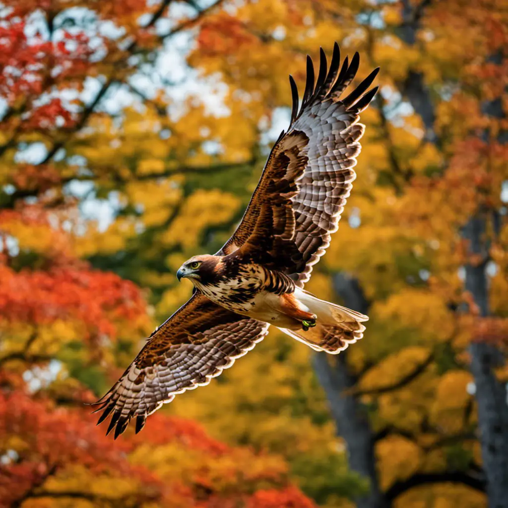 An image showcasing the majestic Red-tailed Hawk soaring gracefully over an Ohio landscape
