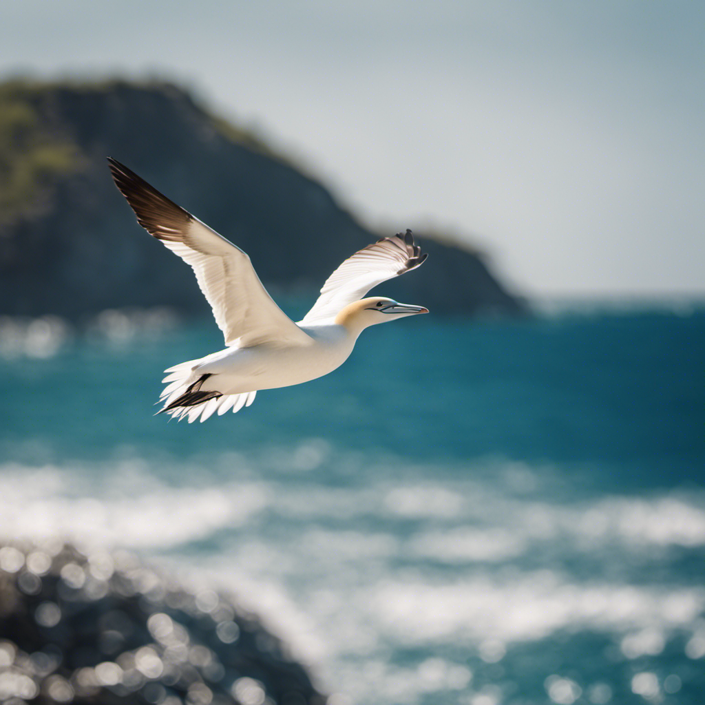An image capturing the breathtaking sight of a majestic Gannet soaring above a pristine coastline, its pure white feathers glistening in the sunlight, as it gracefully dives into the sparkling azure waters below