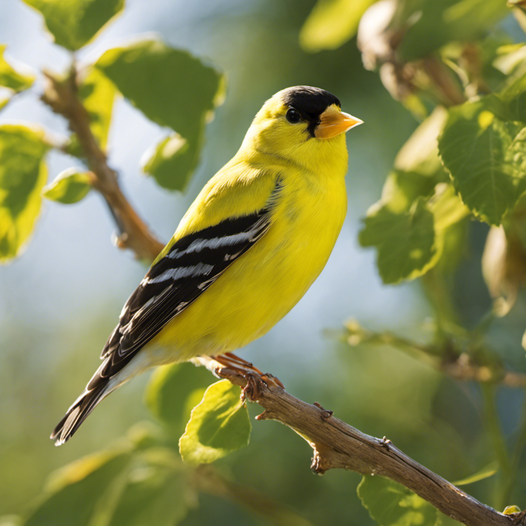 An image that captures the vibrant essence of the American Goldfinch in California