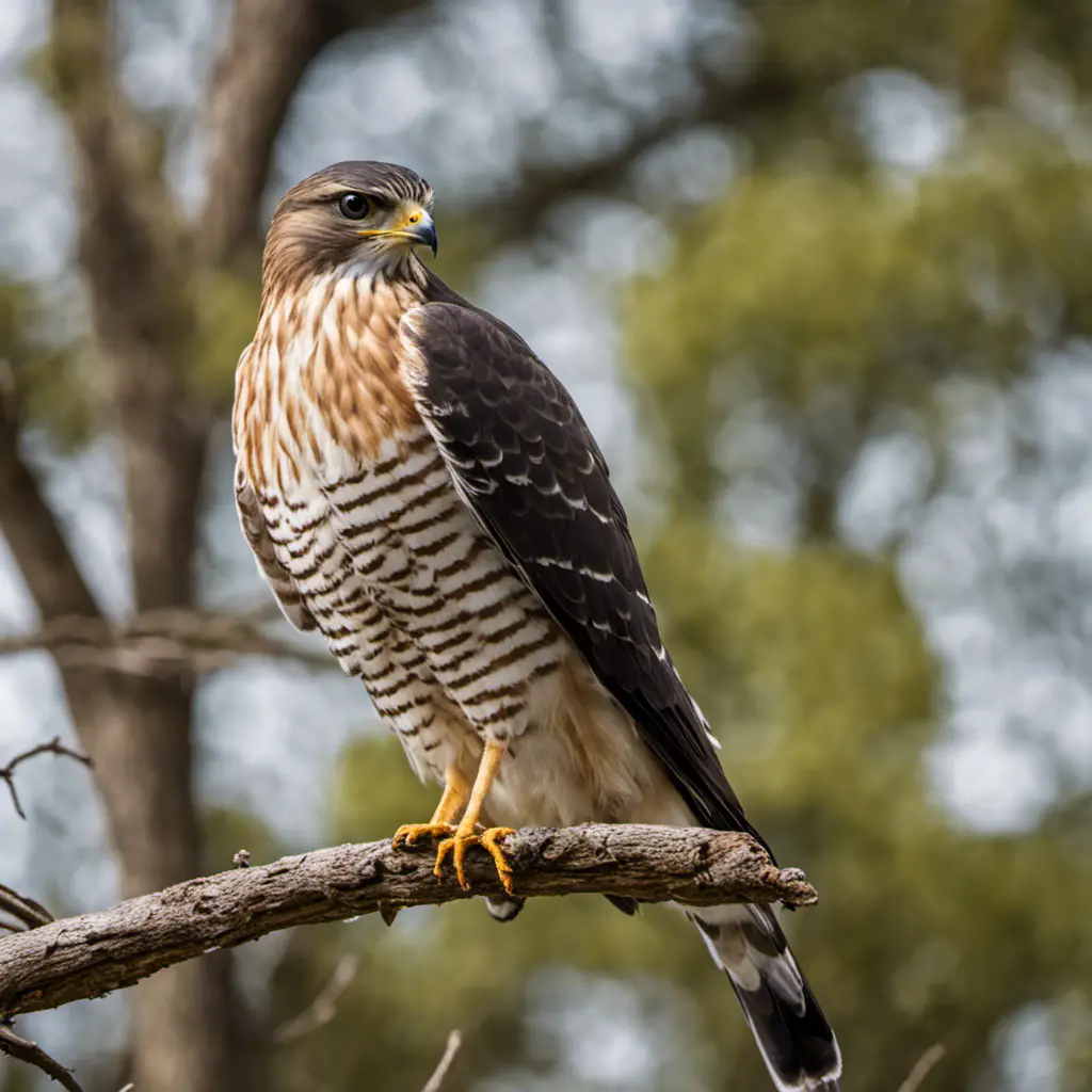 An image capturing the essence of a Sharp-Shinned Hawk in Texas: an agile hunter with short, rounded wings and a long, banded tail, perched on a branch, its fierce gaze fixed on its next unsuspecting prey