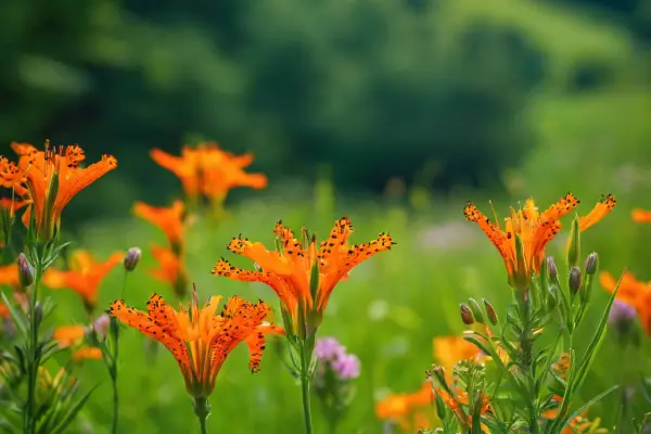 An image of a lush green meadow in Pennsylvania dotted with vibrant orange wildflowers, such as butterfly weed, orange hawkweed, and orange daylilies
