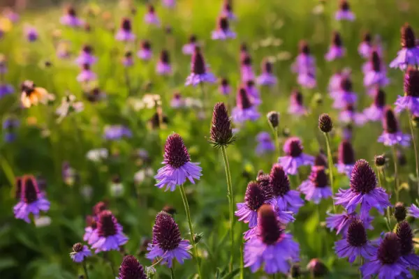 An image showcasing a vibrant meadow filled with common purple wildflowers found in Pennsylvania, such as purple coneflowers, wild bergamot, and spiderwort, with a variety of shapes and sizes