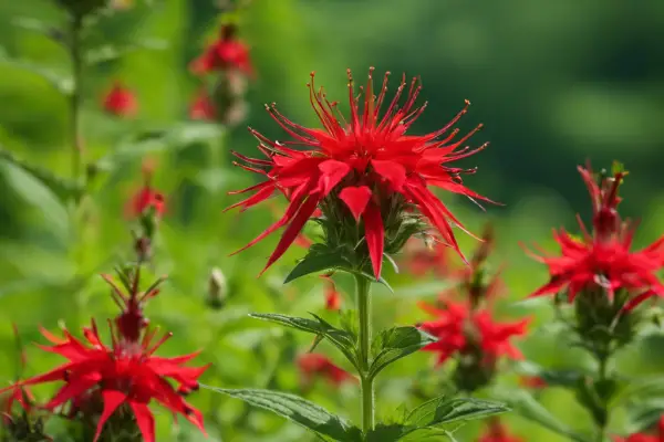An image featuring a variety of red wildflowers commonly found in Pennsylvania, such as the Scarlet Beebalm, Common Red Paintbrush, and Cardinal Flower, set against a lush green backdrop