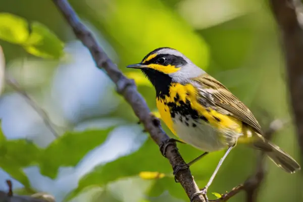 An image showcasing the vibrant colors and unique markings of the most common warblers in North Carolina