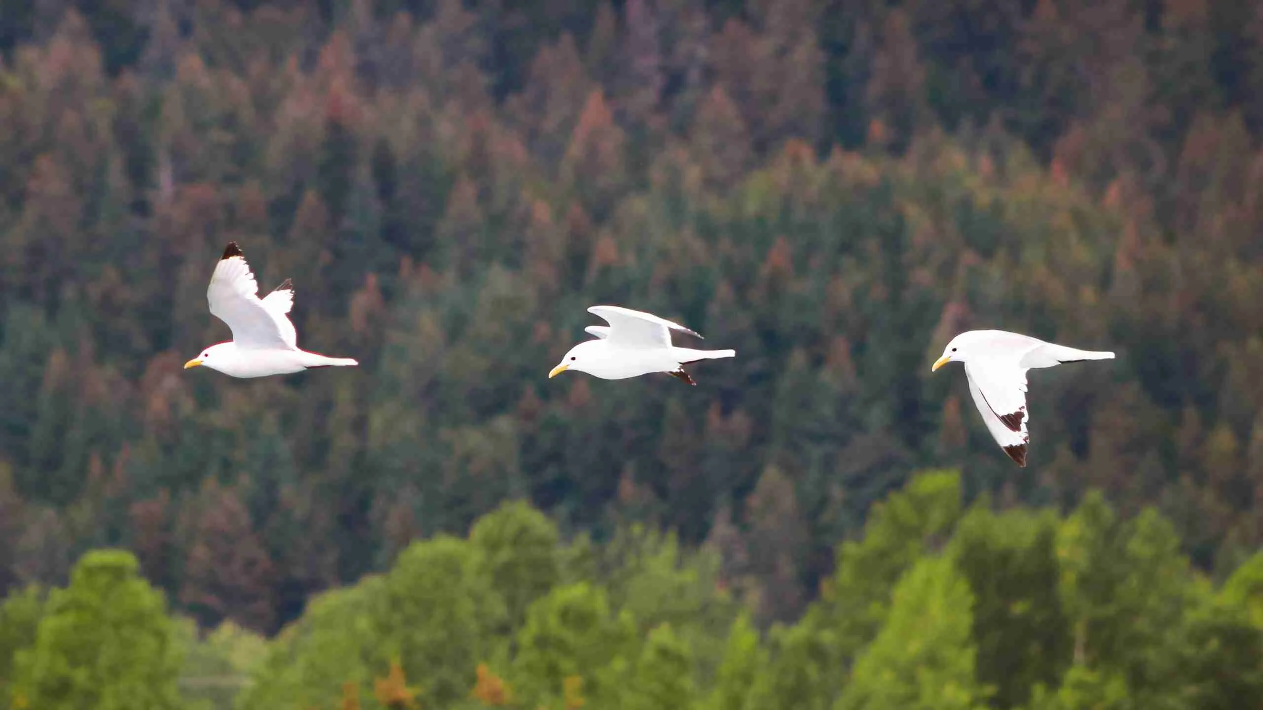 Seagulls flying over a forest in Alaska